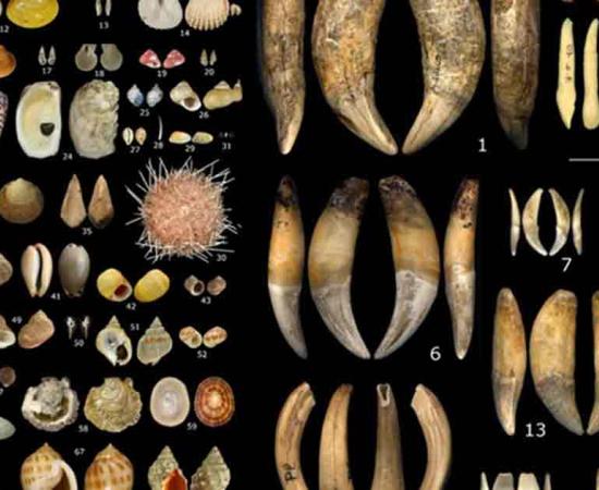 Between 34,000 and 24,000 years ago, diverse European cultures from the Gravettian period utilized marine shells, teeth, beads, and other ornaments for personal adornment, shown here. Source: J. Baker, et al/Nature