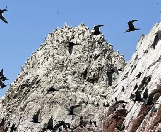 Island covered in guano produced by seabirds.