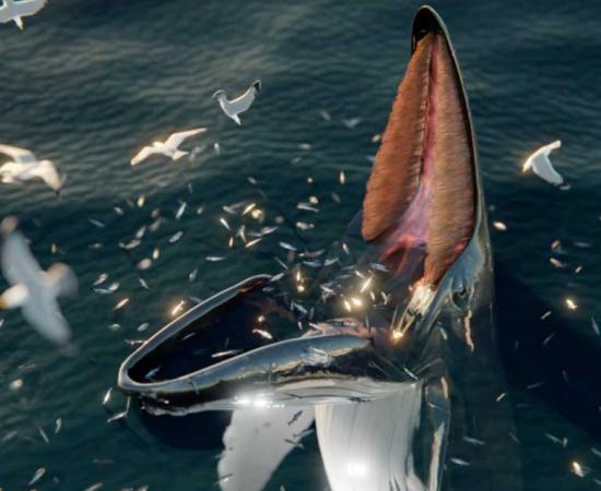 Digital representation of a trap-feeding humpback, thought to be the phenomenon explaining Hafgufa and other sea monsters. Source: J. McCarthy/Marine Mammal Science