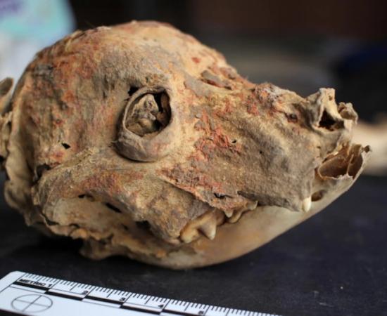 A naturally mummified dog skull painted with cinnabar from Castillo de Huarmey in Peru.