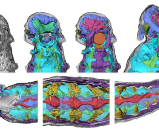 Half-Billion-Year-Old Fossil Still Has Brain and Guts Preserved! 