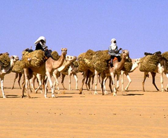 Photo of modern Azalai salt caravan. 