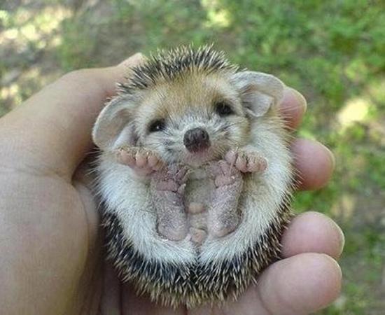 A baby hedgehog 