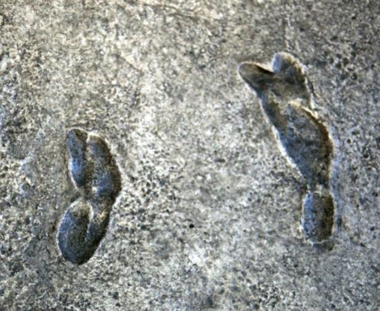 Cast of the 3.6-million-year-old Laetoli footprint trail at the Smithsonian National Museum of Natural History. 