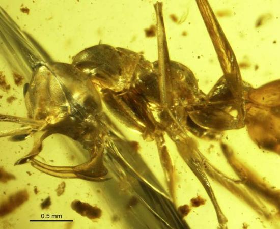 Photo of “Hell Ant” in amber. Profile view of a Linguamyrmex vladi worker head. Paleontology Department of the American Museum of Natural History, United States. 