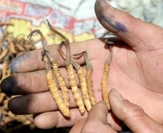 Himalayan ‘Viagra' - caterpillar fungus