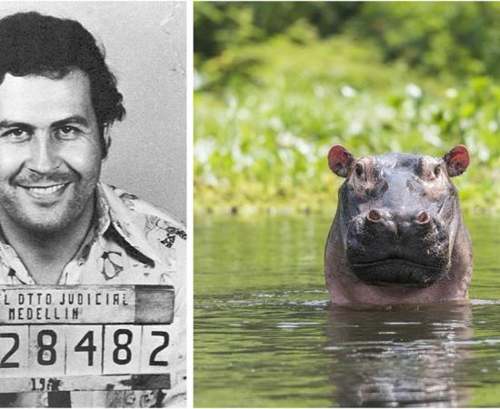 Study from international team of researchers shows introduced hippos in Colombia can restore a lost world. Left: Mugshot of Pablo Escobar. Right: A representation of hippo in a river.       Source: Left; Colombian National Police / Public domain, Right; Carl / Adobe stock
