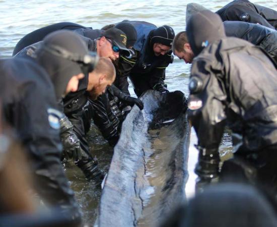 The 1200-year-old Wisconsin dugout canoe as it was lifted out of Lake Mendota this week.		Source: Wisconsin Historical Society