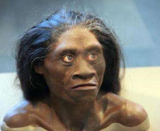 A model of a female Homo floresiensis.