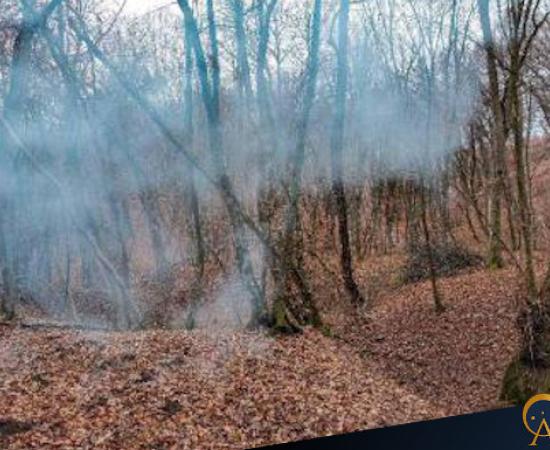 Hoia Baciu forest, Romania.