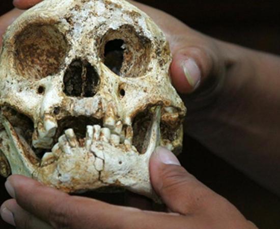 Second Group of Tinier than Hobbit Hominins Found on Flores Island