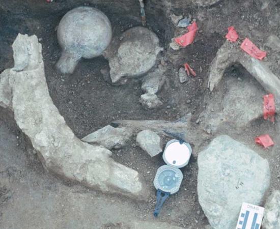 A concentration of bone and rock at the Cerutti Mastodon site in California, USA. 
