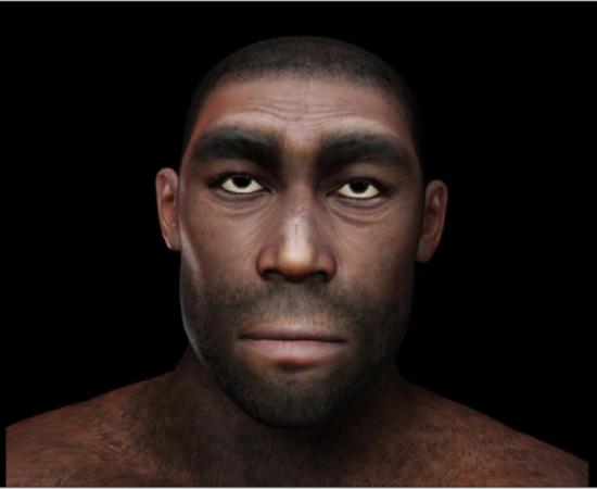 Representation of Homo Erectus. Source: crimson