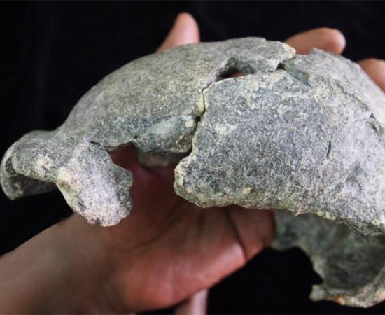 This small, gracile, almost complete cranium was found near Homo erectus tools in Ethiopia. Source: Dr. Michael J. Rogers, Southern Connecticut State University
