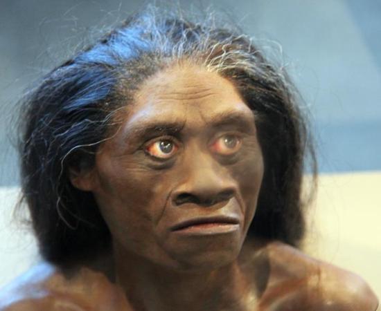 Homo Floresiensis - Hobbit