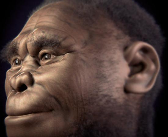 A facial reconstruction of Homo floresiensis, which Forth’s book views as a transitional species between primates and hominins. Source: Cicero Moraes et alii / CC BY 4.0