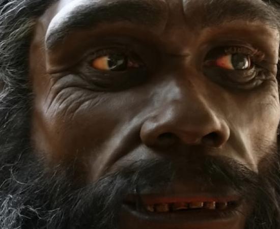 Homo habilis reconstruction.