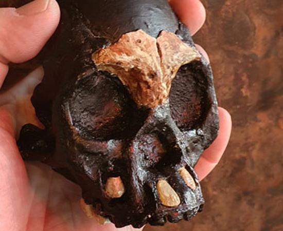 The skull of the Homo naledi child named Leti found in the lowest levels of South Africa’s Rising Star cave system.		Source: University of the Witwatersrand, Johannesburg