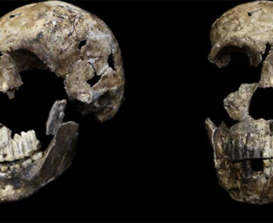 Three-quarter and frontal views of Homo neledi skull from Lesedi Chamber, South Africa. Source: Hawks, J et al/Elife Sciences