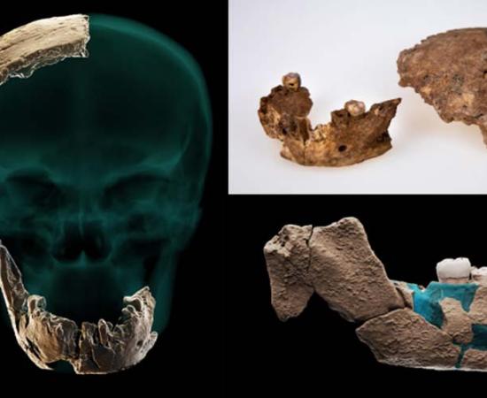 Static skull, mandible & parietal orthographic of the new Homo species. Source: Tel Aviv University / Science.
