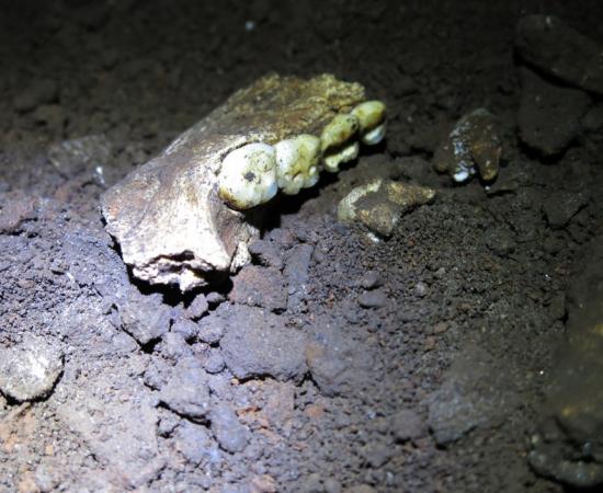 A fossil mandible of Homo naledi in Dinaledi Chamber in the Rising Star cave system