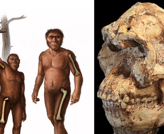 Left; Depiction of an early Homos, Right; Littlefoot skull fossil. 