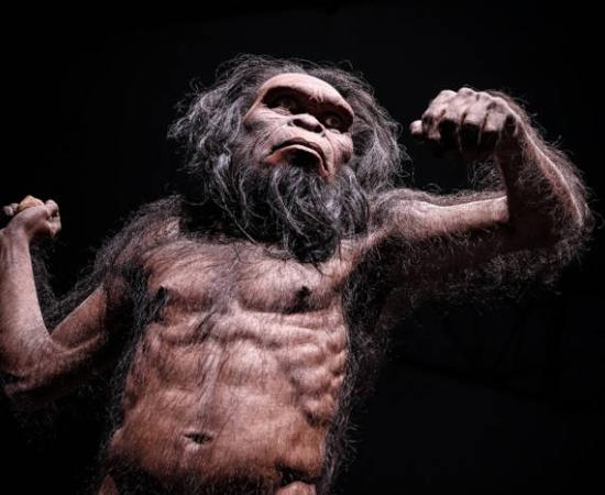 Homo habilis reconstruction from previous ideas