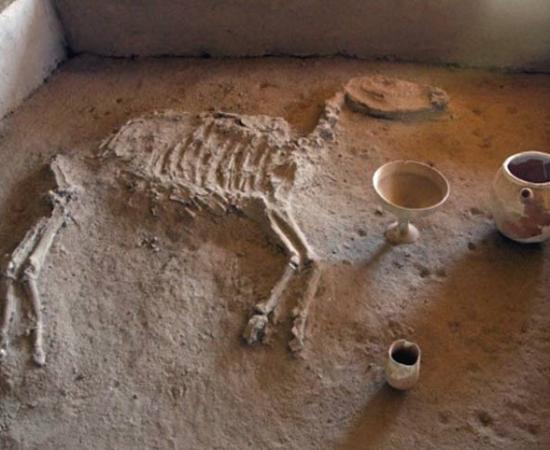Ancient horse burial in Gonur Depe.
