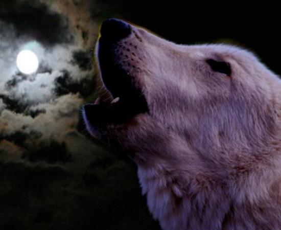 The wolf howls against the moon. 