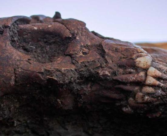 Human remains of the burials found of the Huastec people of Mexico. Source: INAH