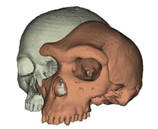 Eyebrows on fleek: Model of a modern human skull next to Kabwe 1.