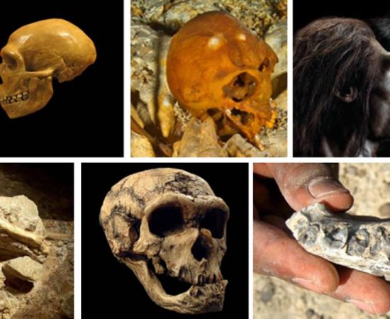 Top 10 Human Origins Discoveries in 2015
