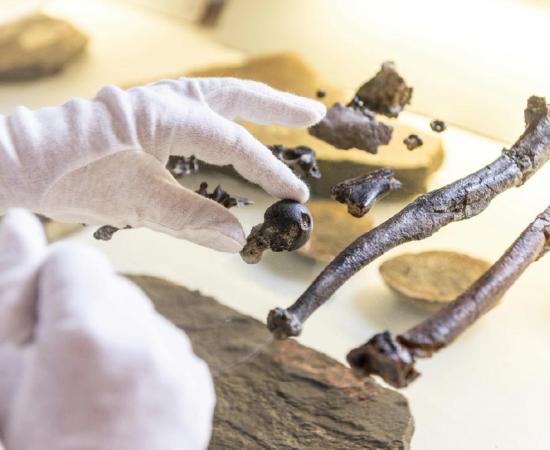 Bones from the hand of a male human ancestor Danuvius guggenmosi.	Source: Christoph Jäckle / Nature