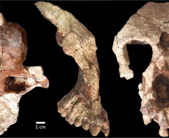 Archaeologists in Turkey, have unearthed a partial cranium of a female, challenging the story of the origins of our human ancestors. Source: Sevim-Erol, A., Begun, D.R., Sözer, Ç.S. et al/CC BY 4.0)
