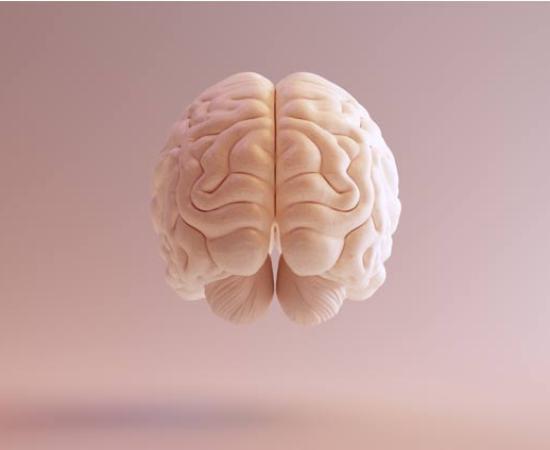 Human brain Anatomical Model illustration.	Source: paul/Adobe Stock