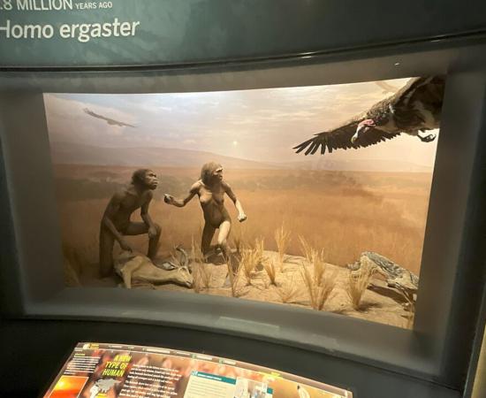 Homo ergaster Diorama at American Museum of Natural History