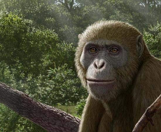 Reconstruction of Masripithecus moghraensis by Mauricio Antón