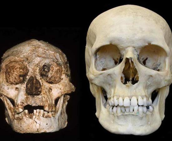 Humans Wiped Out the Hobbit: New Study Suggests Homo Sapiens Caused Extinction of Tiny Homo Floresiensis Species