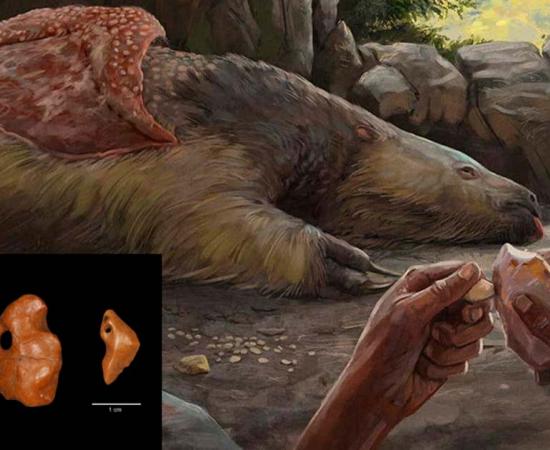 Carved giant sloth bones indicate humans in South America. Source: ©Mirian Pacheco/The Royal Society Publishing