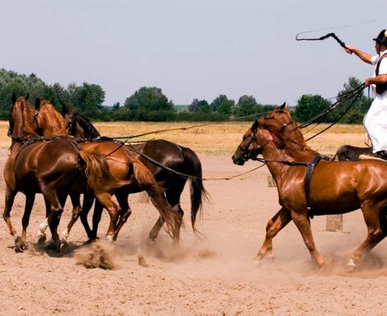 Csikós Hungarian horsemen. Source: Kavita / Adobe Stock.