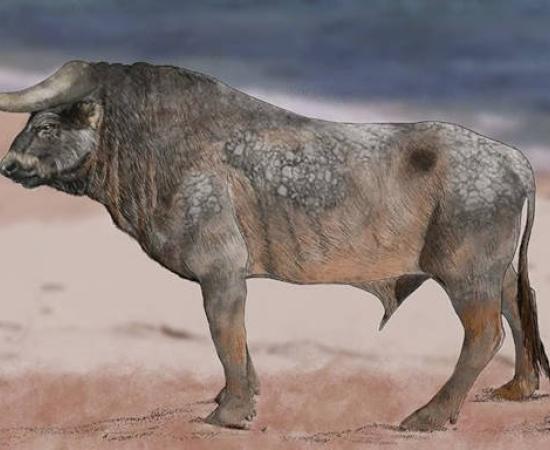 A man facing an auroch to show their immense size. 