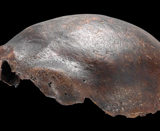 Side view of the Hahnöfersand frontal bone.