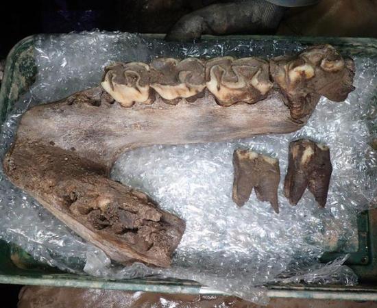 Ice Age animal bones, such as this woolly rhinoceros jaw, have been discovered in Devon. Source: AC Archaeology