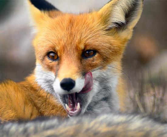 The arrival of humans helped Ice Age foxes. Source: DragoNika / Adobe Stock