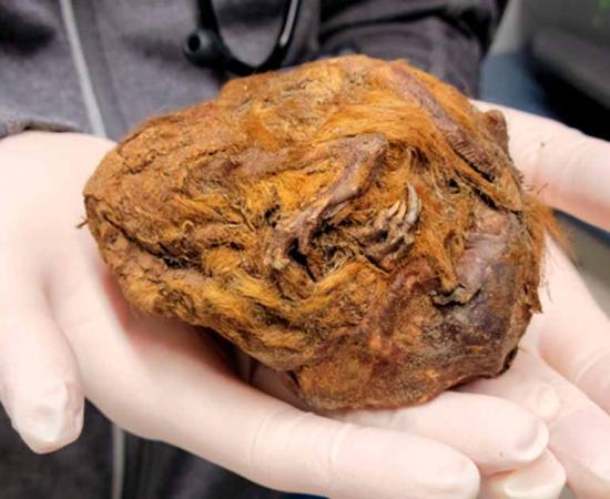 The 30,000-year-old ball of preserved fur and bones that has been found to be an Ice Age squirrel. Source: Yukon Beringia Interpretive Centre