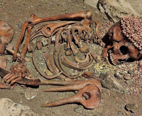 Il Principe (Gravettian adolescent) display at Museo di Archeologia Ligure, Genoa