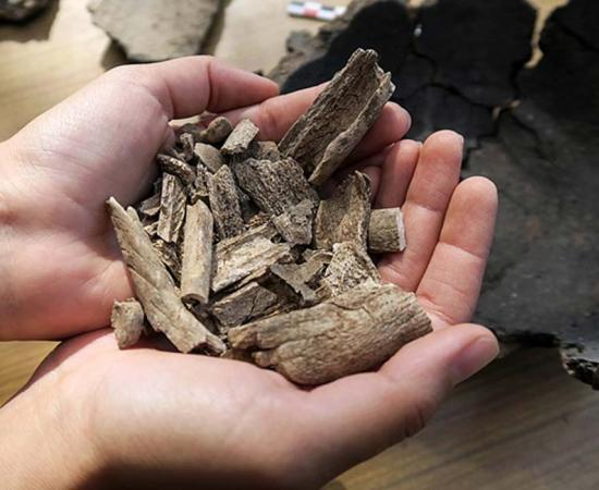 Human remains discovered during excavations of cemetery from early Iron Age in Kosiorow village, Eastern Poland. 