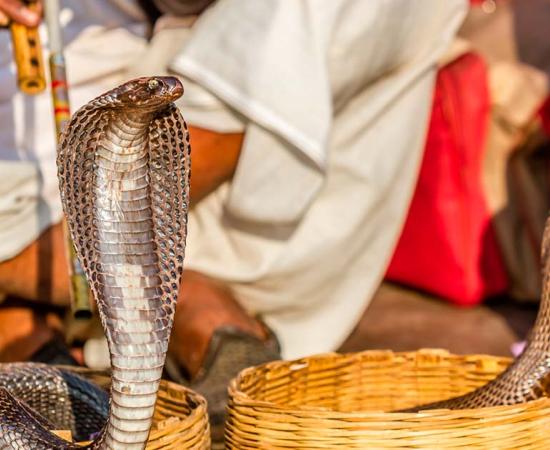 Snake charming in India. Source: nilanewsom / Adobe Stock.