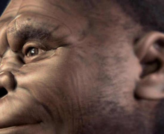 Study Finds Indonesian Hobbits 