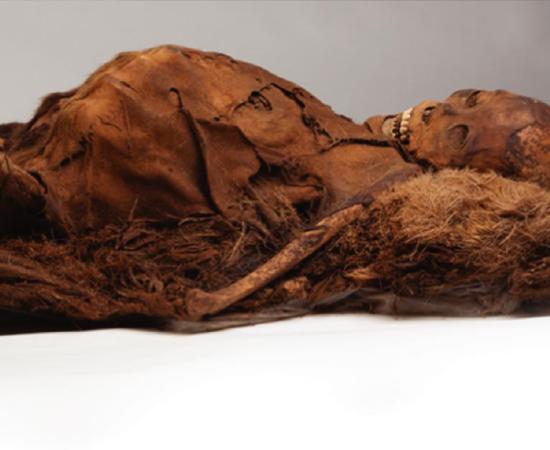 Adult Inuit Mummy Who Was Scanned With Computed Tomography. Source: Courtesy of the Peabody Museum of Archeology and Ethnology, Harvard University, PM 29-10-10/61570.0.